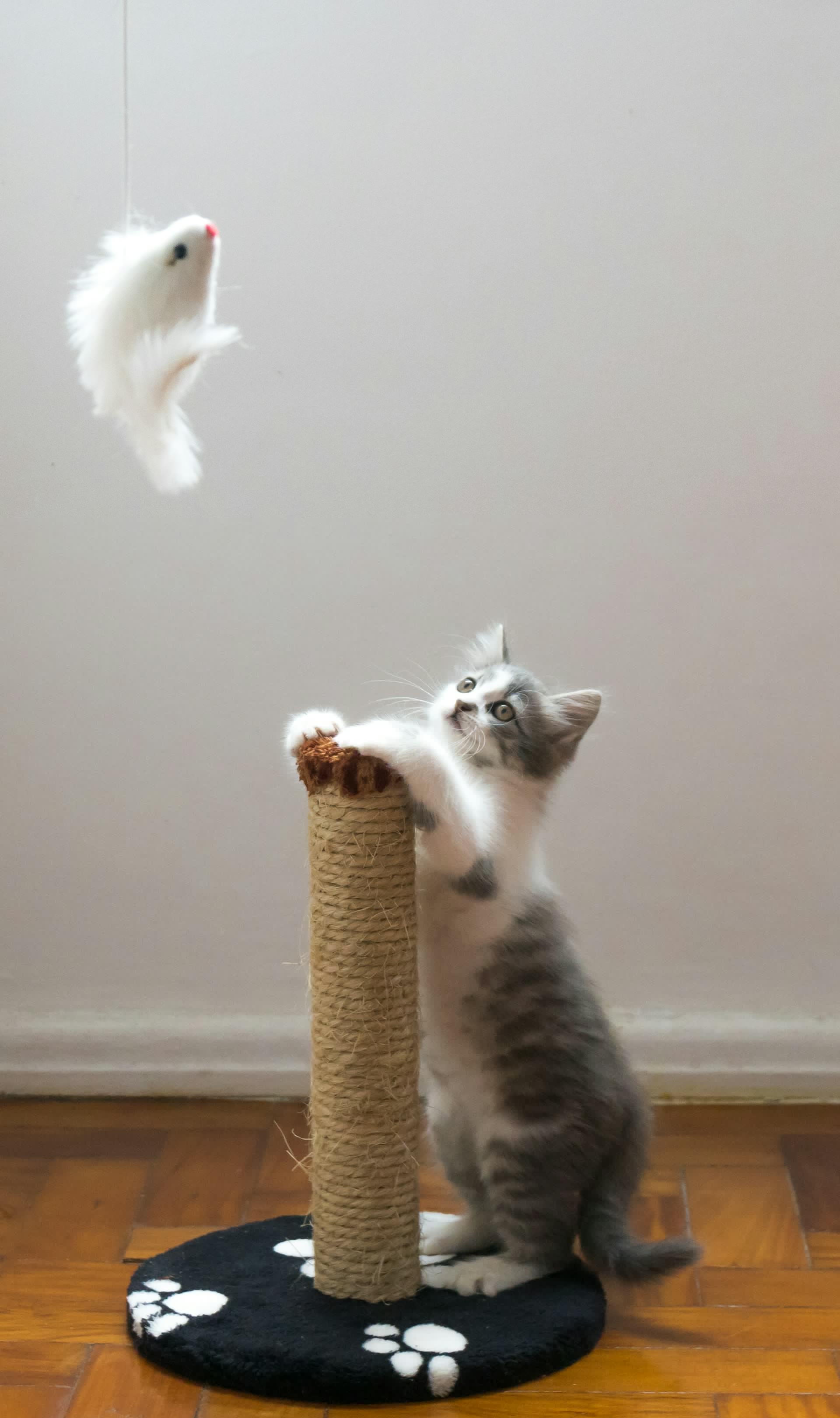 Cat tree in modern home interior - scene photo